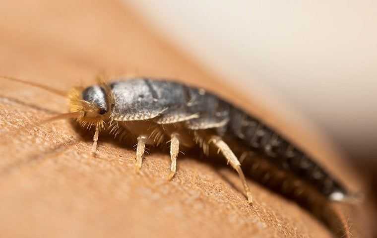 close up of silverfish on book