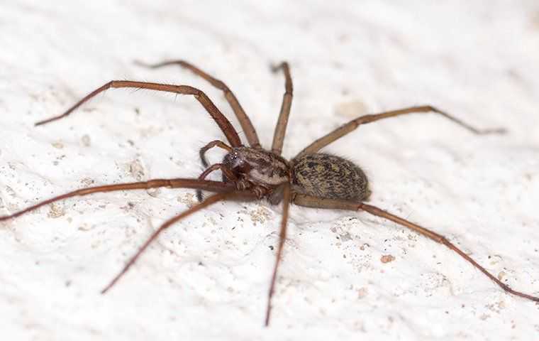 a spider crawling on the floor of a home