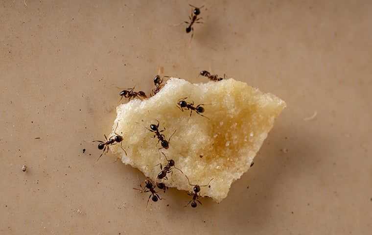 ants on food crumb