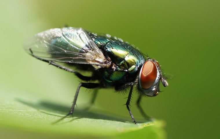 close up of a bottle fly