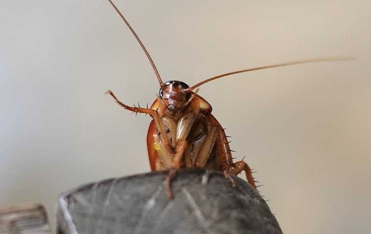 cockroach infesting a home