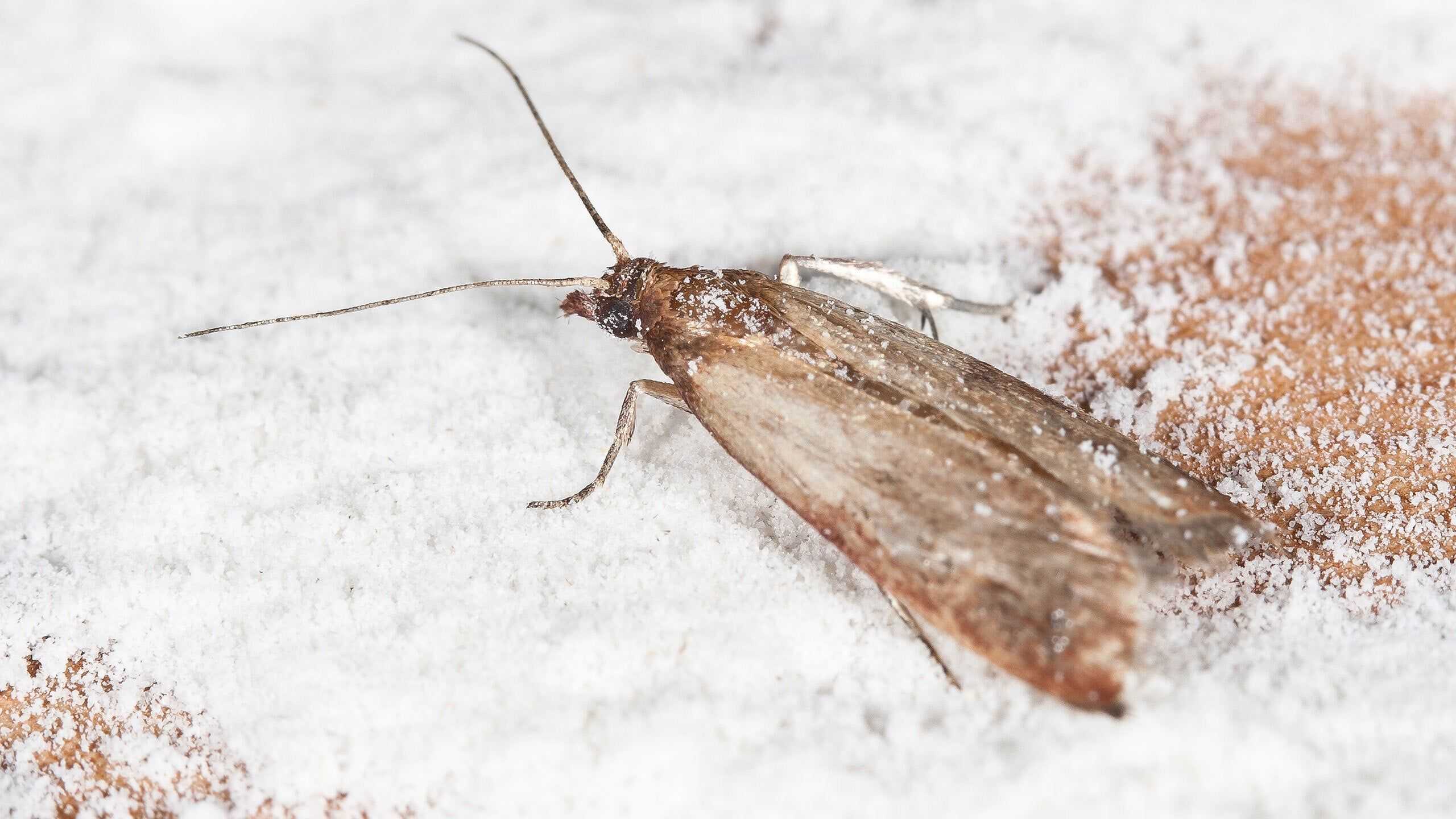 an indian meal moth