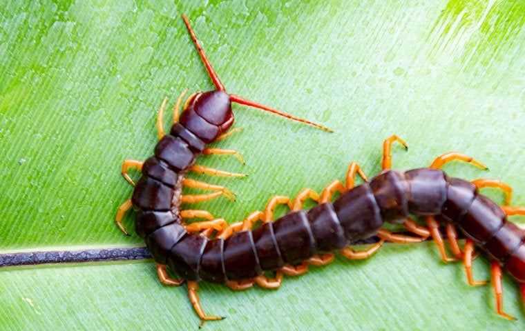 Centipede up close on a leaf