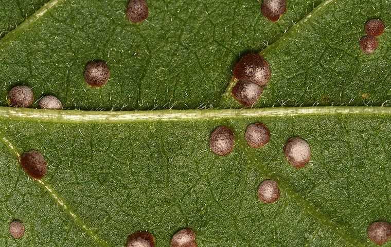 scale infestation on plant