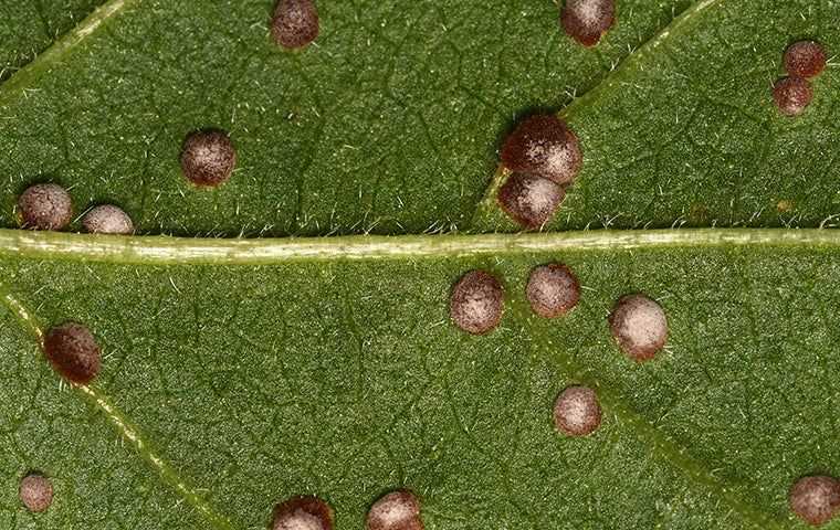 scale infestation on plant