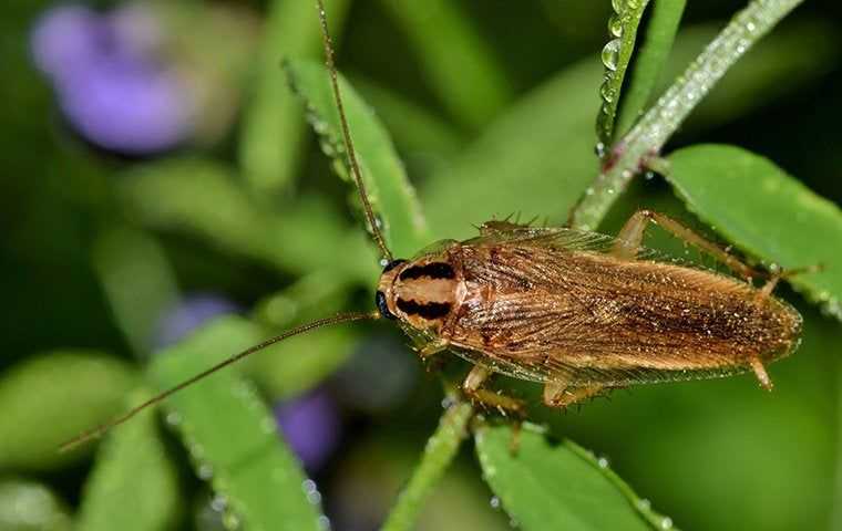 german cockroach on a plant