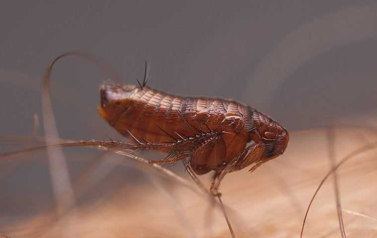 flea on a person up close