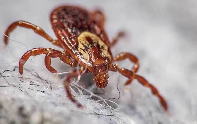 close up of a dog tick