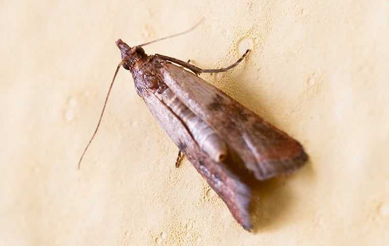 close up of indian meal moth