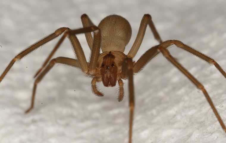 Close up of a brown recluse+