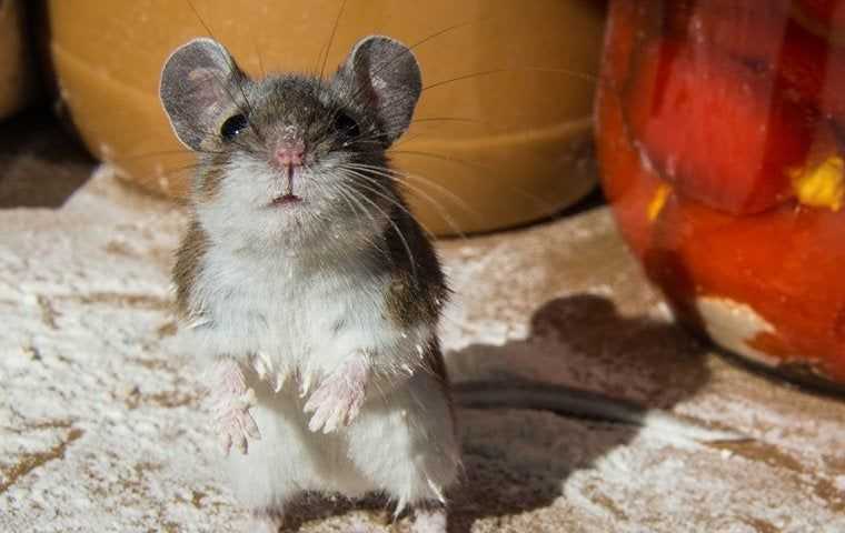 mouse in pantry