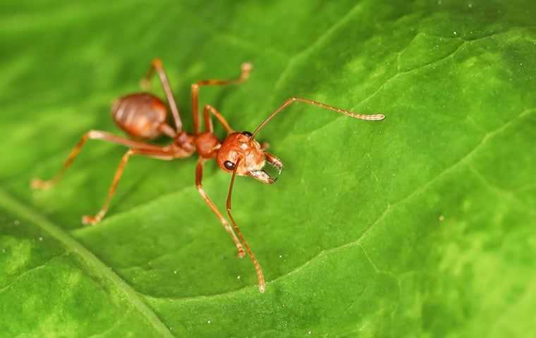 close up of a fire ant on a leaf