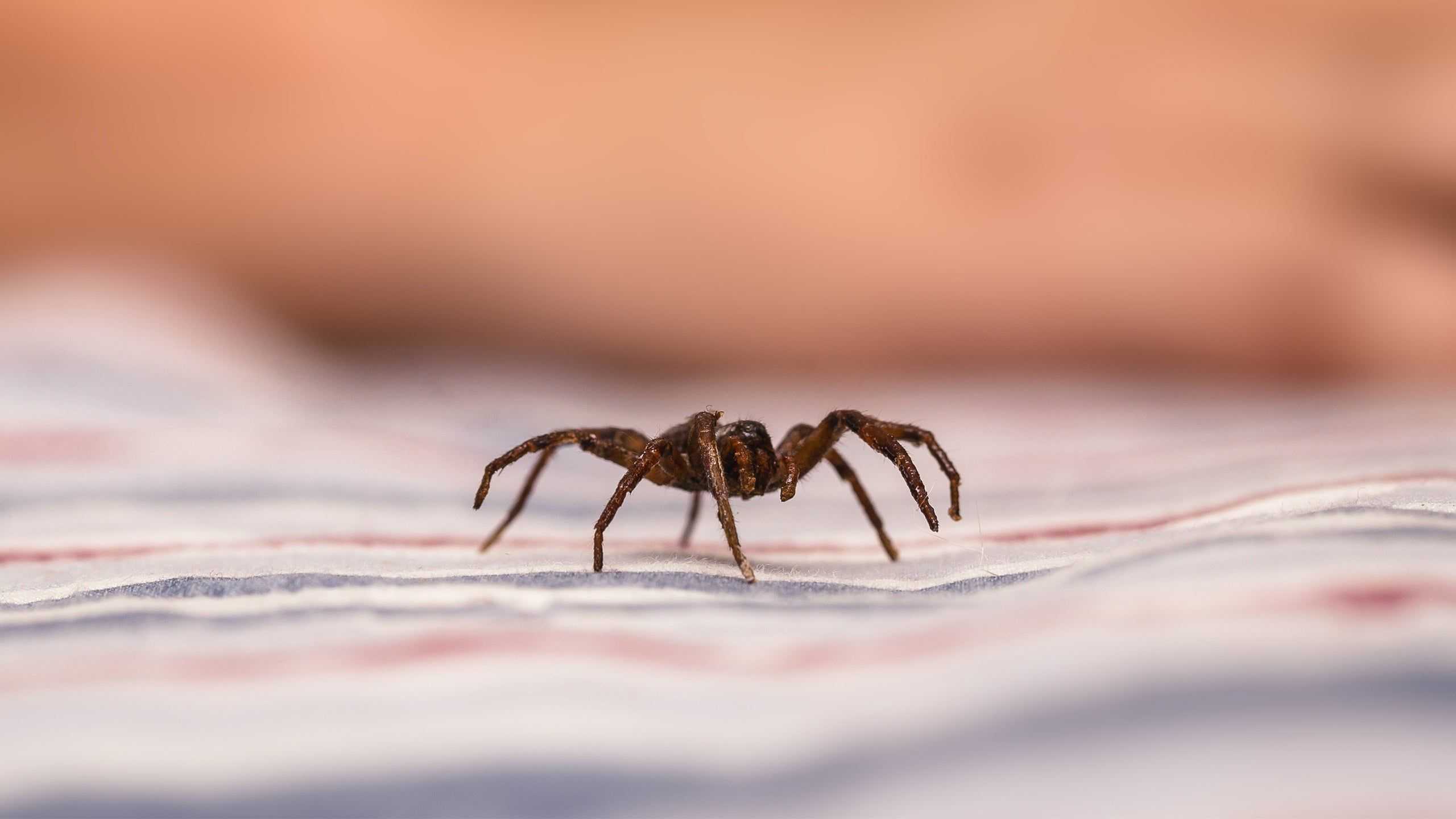 spider crawling on a bed inside of a home