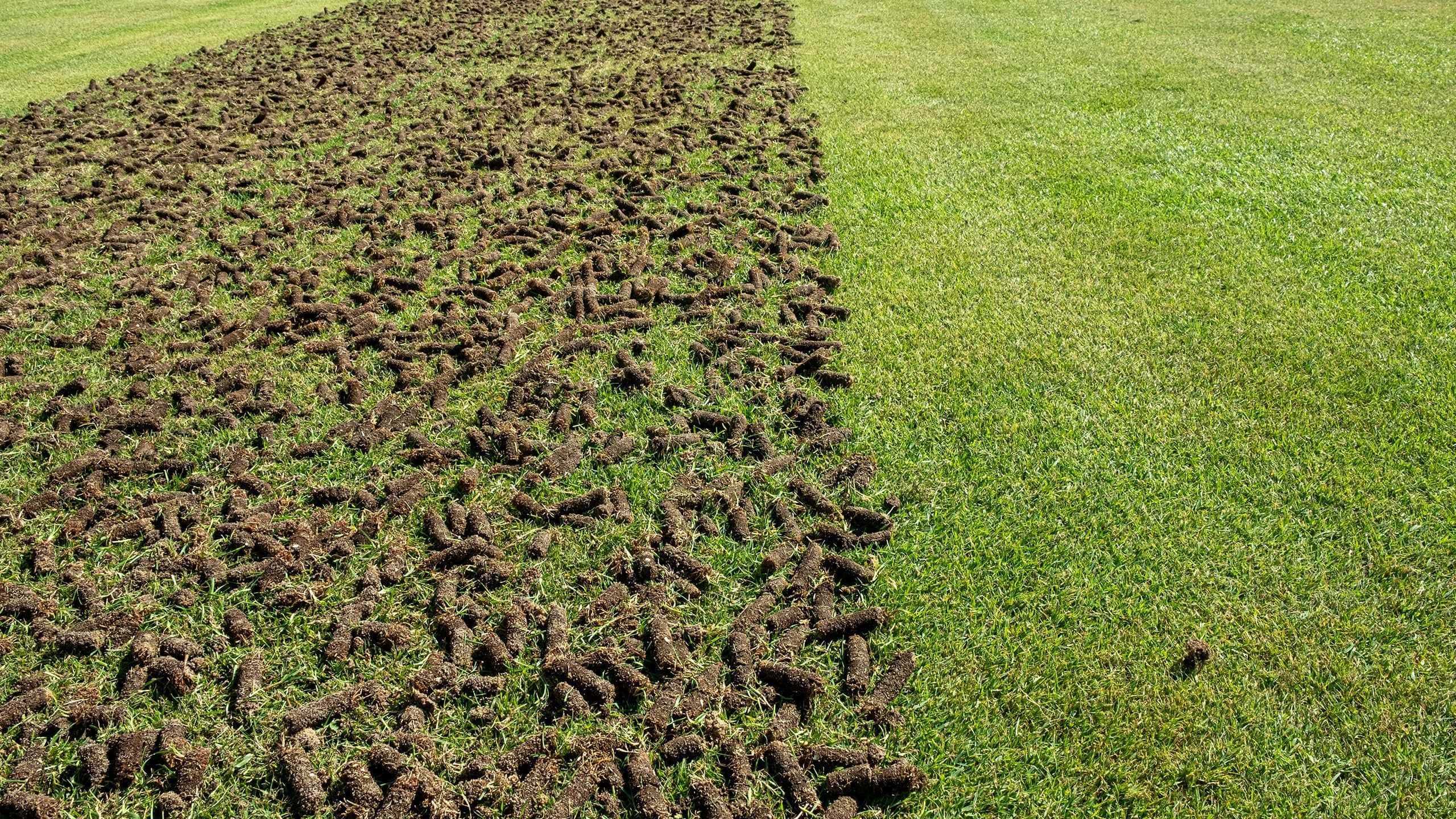 aeration holes in a lawn