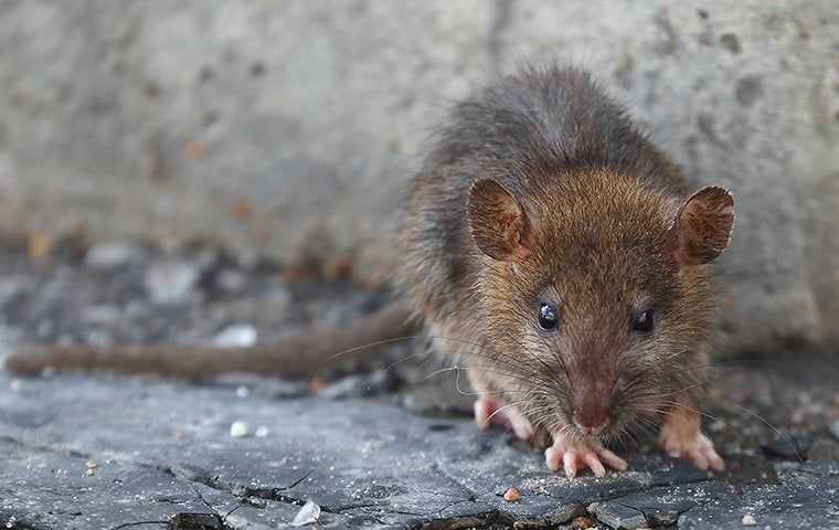 rat outside home