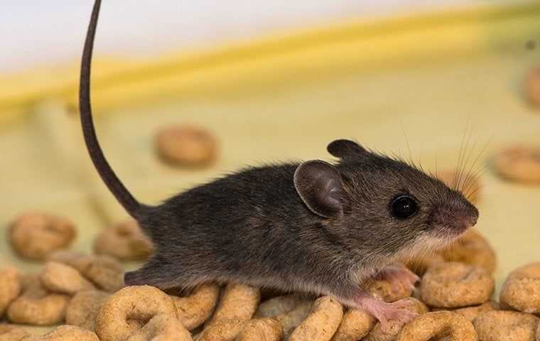 house mouse in cereal