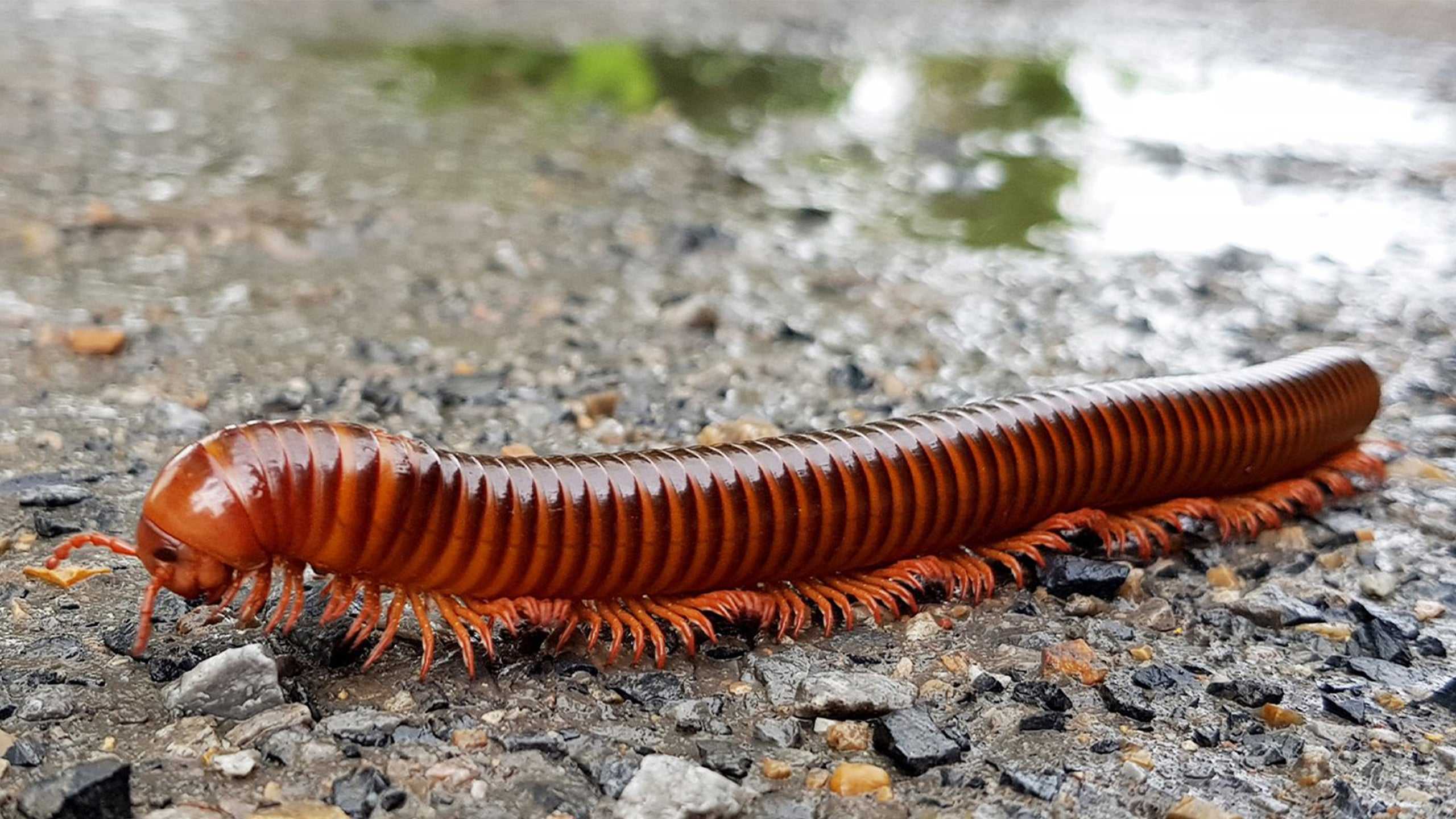 a big millipede