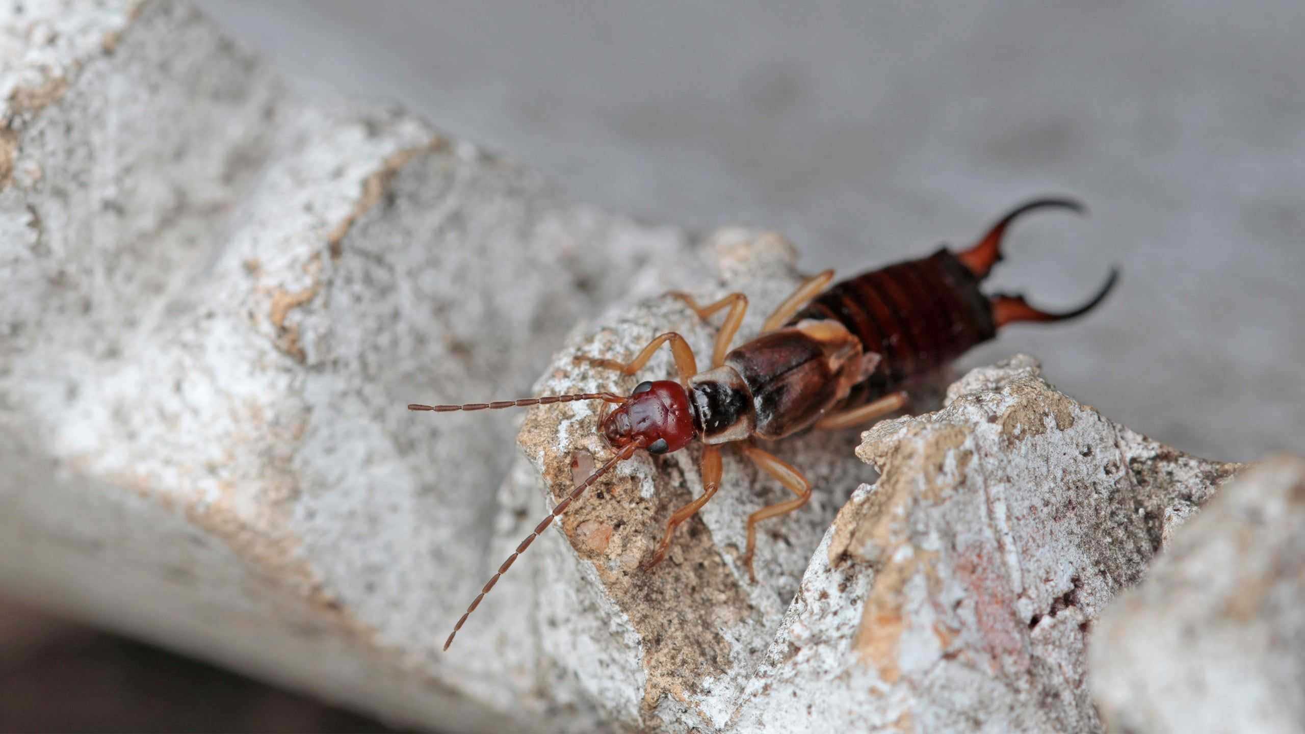 an earwig on a rock