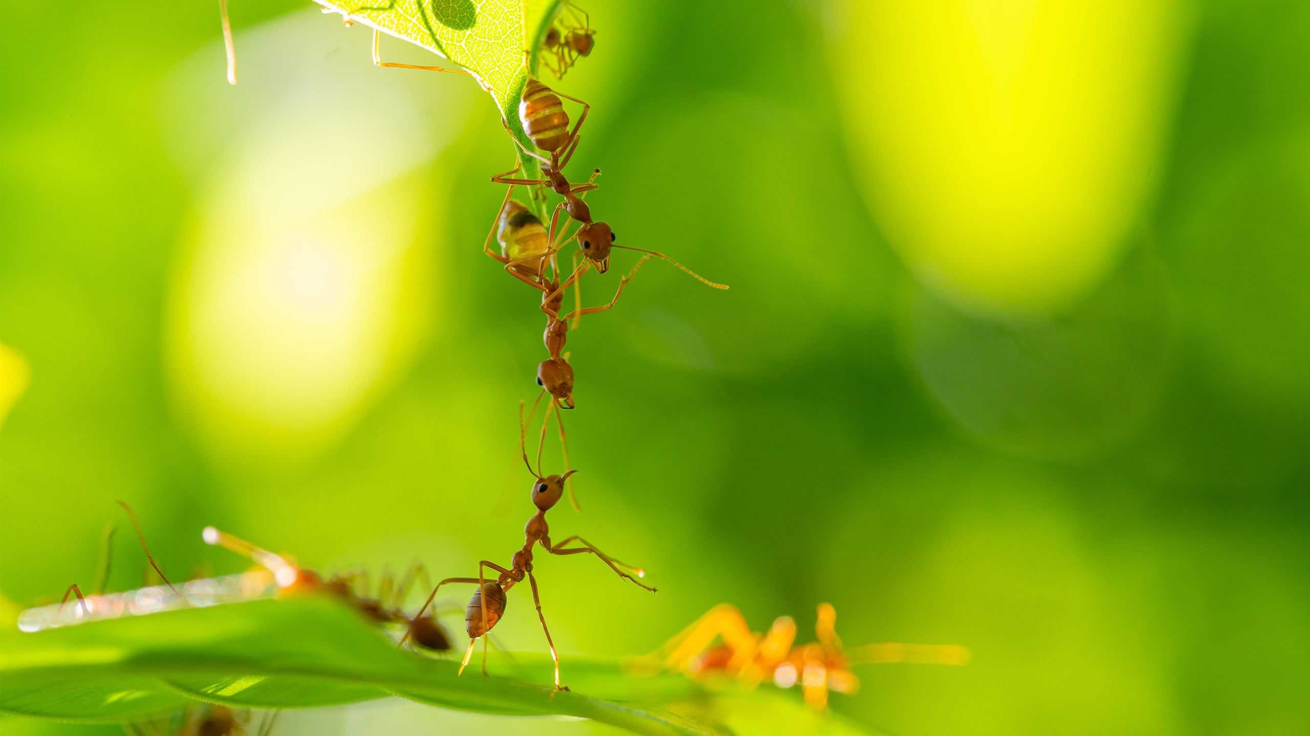 fire ants crawling on leaves