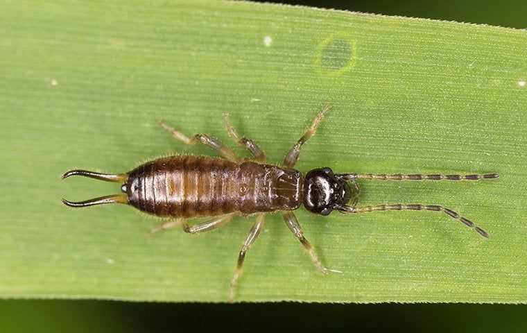 earwig on leaf