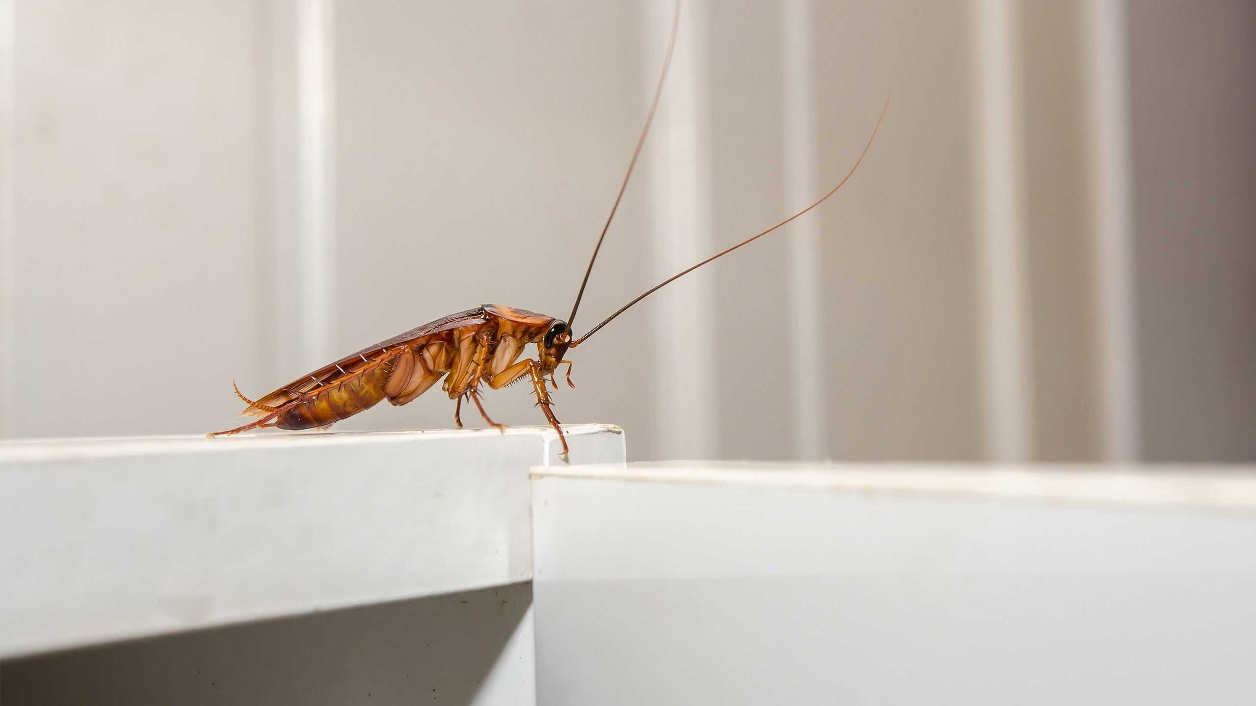 cockroach on a counter