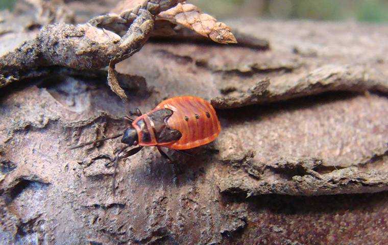 chinch bug on bark