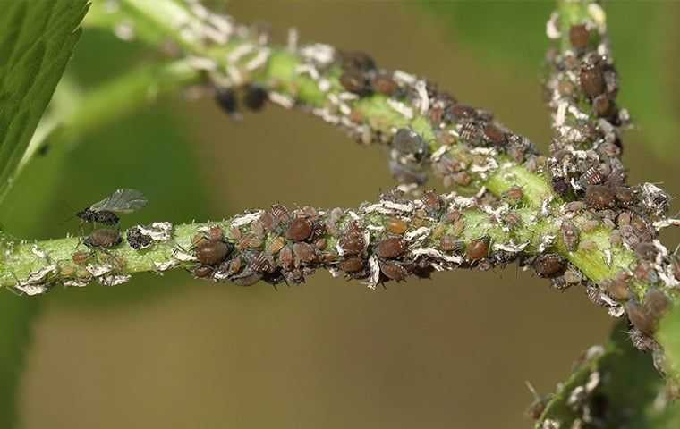 an aphid infestation on a stem
