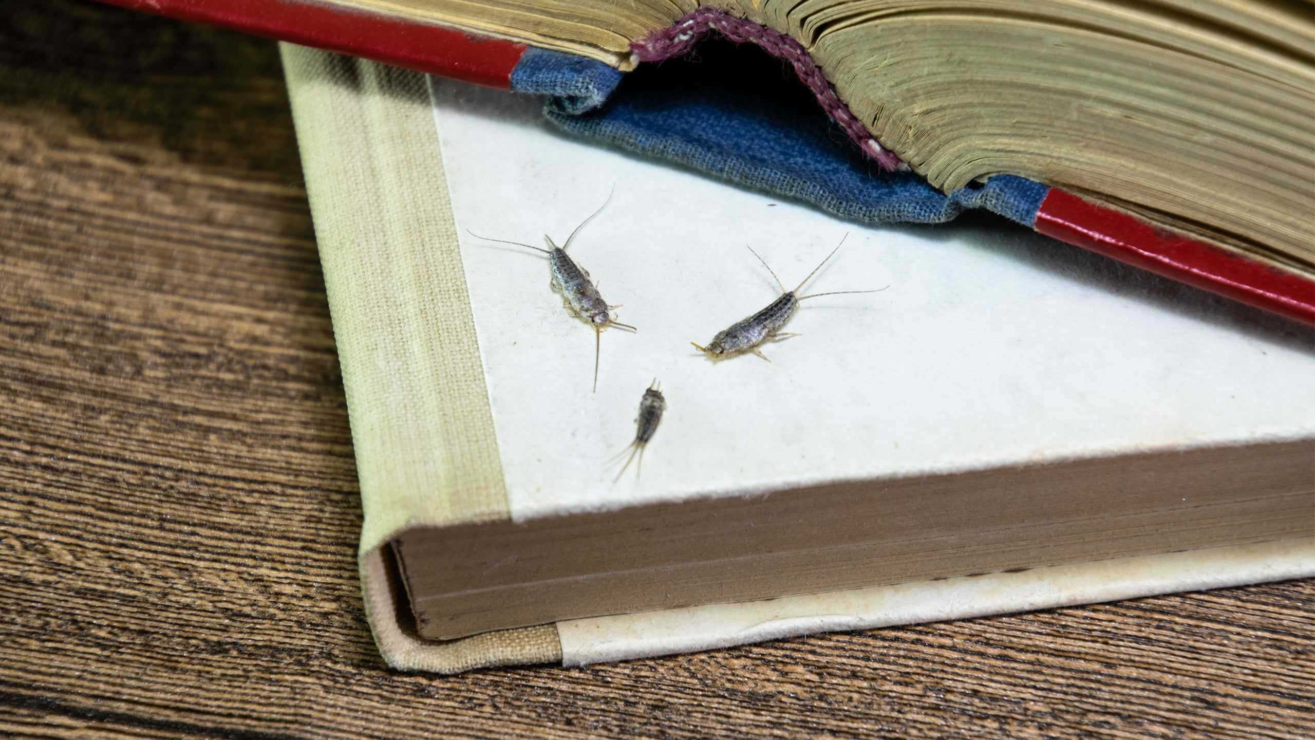 silverfish on a book